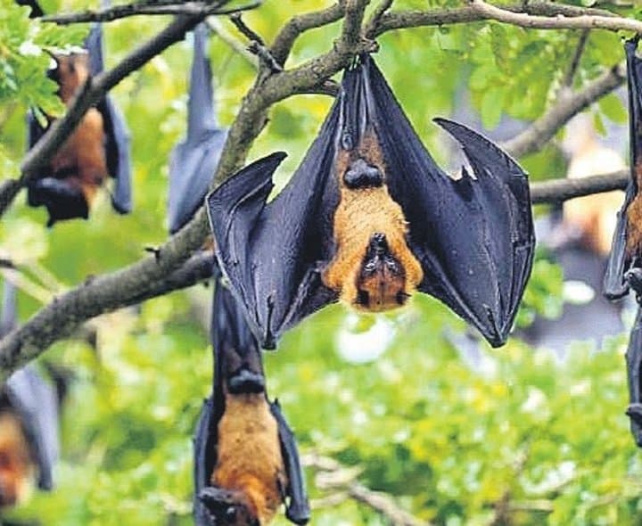 చీడపీడలకు చెక్ పెడుతున్న గబ్బిలాలు