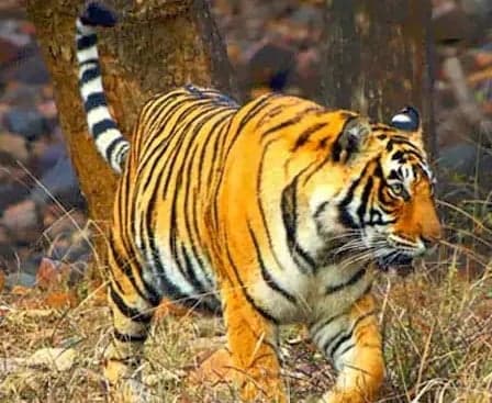 తూర్పుగోదావరిలో పులి సంచారం.. అలర్ట్ - Udayam