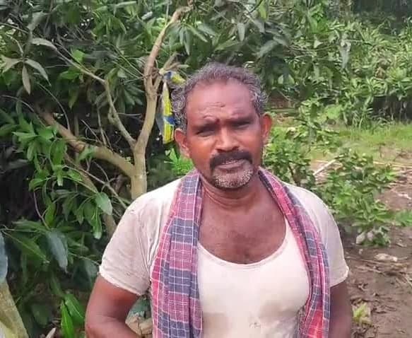 తుఫాన్‌కు నేలకొరిగిన జామ, మామిడి తోటలు - Udayam