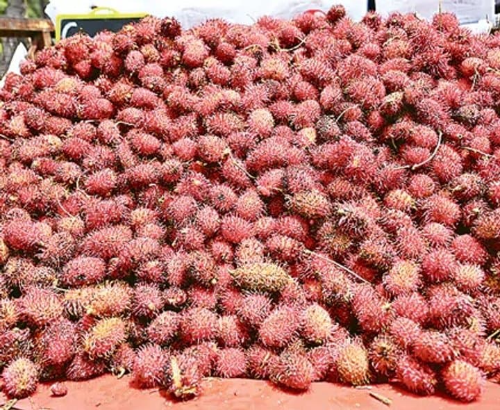 లిచీలా కనిపించే రాంబుటాన్‌