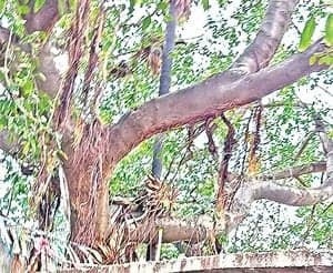 మర్రిచెట్టు సెంటిమెంట్‌తో ప్రచారం! - Udayam