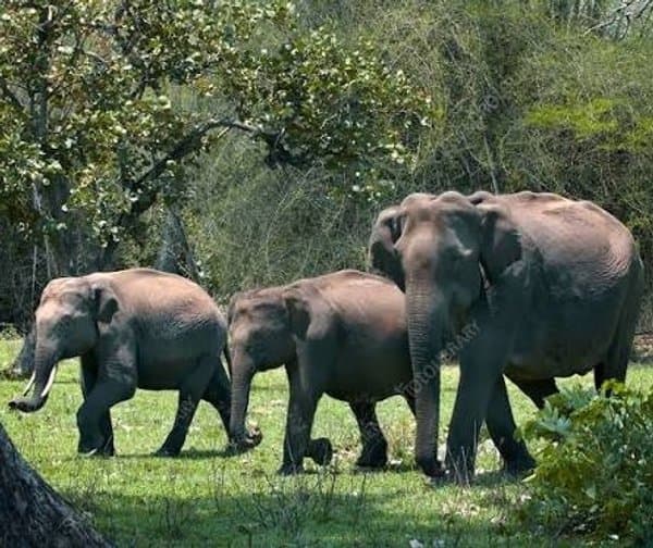 జనం మధ్యలో 18 గజరాజులు