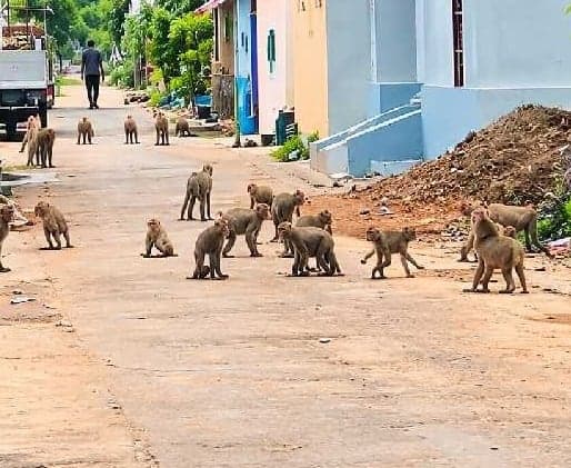 కొత్తపల్లిలో కోతుల బెడద - Udayam