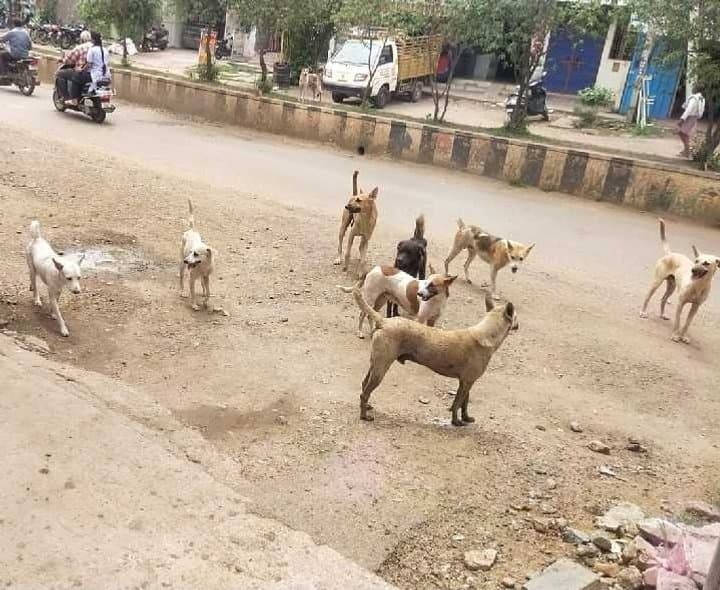 జగ్గయ్యపేటలో వీధి కుక్కల బెడద - Udayam