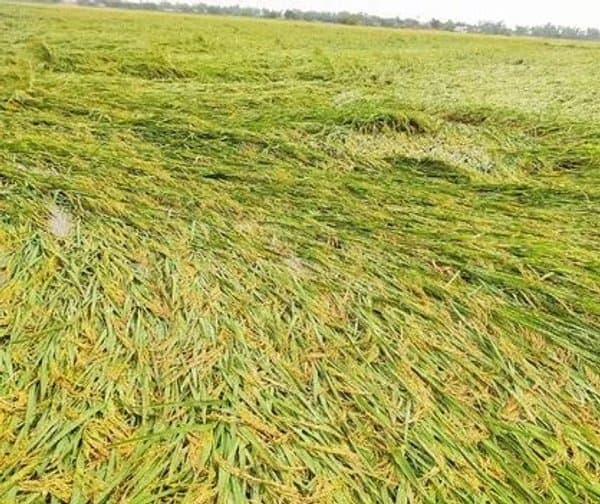 తుపాను పరిహారం కోసం రైతుల నిరీక్షణ