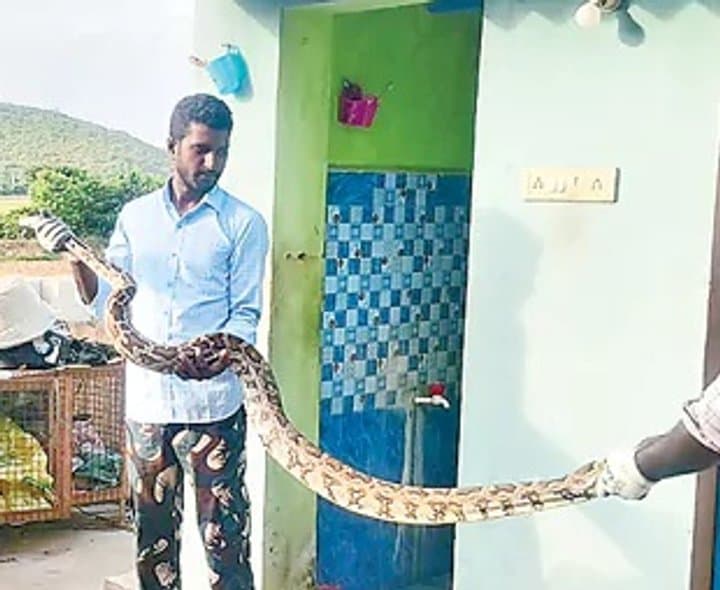 టాయ్‌లెట్‌లో కొండచిలువ కలకలం