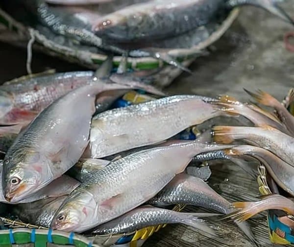 మంచినీటి చేపల పెంపకంలో ఏపీ నంబర్ వన్