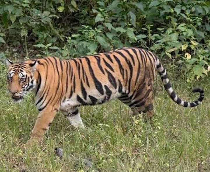 ప్రపంచ పులుల జనాభాలో 70 శాతం భారత్‌లోనే