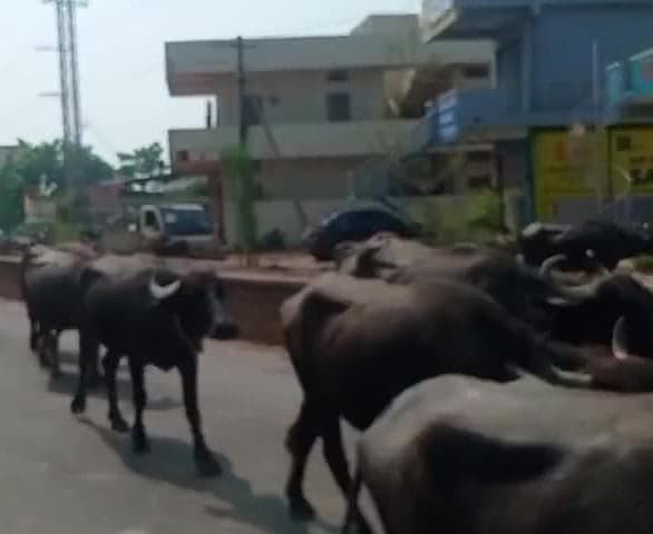 ములుగులో పశువులతో ప్రయాణికులకు ఇక్కట్లు - Udayam