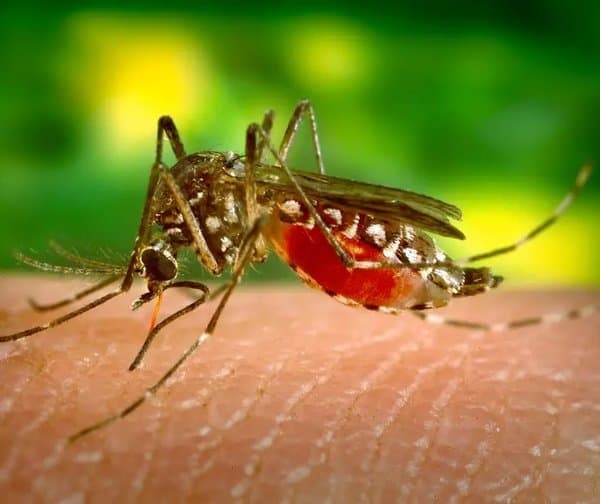 డెంగ్యూపై సర్కార్ అప్రమత్తత!