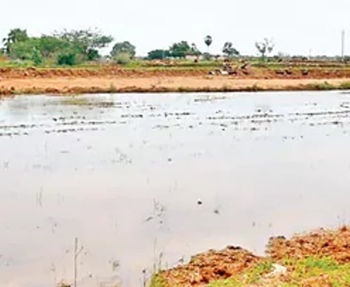 ఎన్నెస్పీ భూములపై మళ్లీ ఆక్రమణలు - Udayam Digital