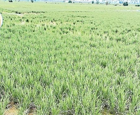 నిడదవోలులో కబ్జాలో చోళం చెరువు