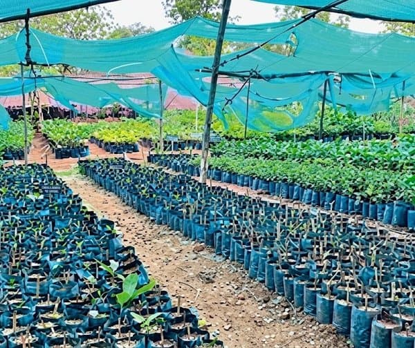 నర్సరీ షేడ్‌నెట్ల కొనుగోలులో అవినీతి ఆరోపణలు - Udayam Digital