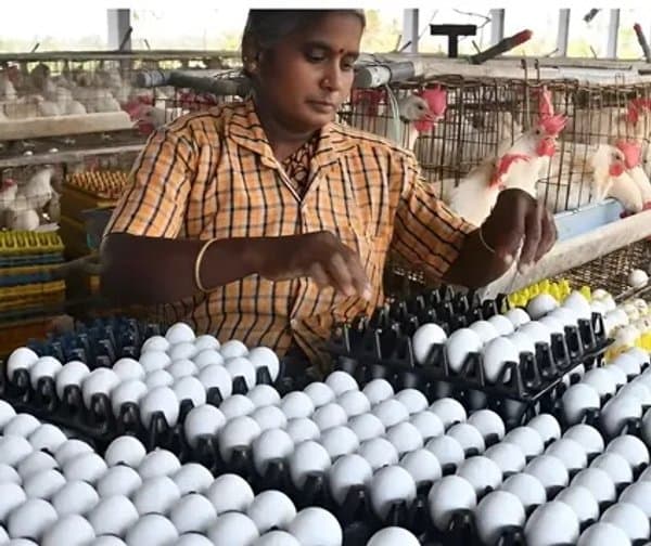 ఆకాశాన్నంటిన గుడ్డు ధర