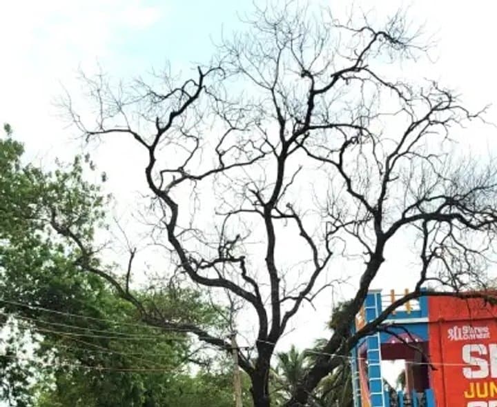 మోడుబారిన చెట్టుతో ప్రమాద ముప్పు