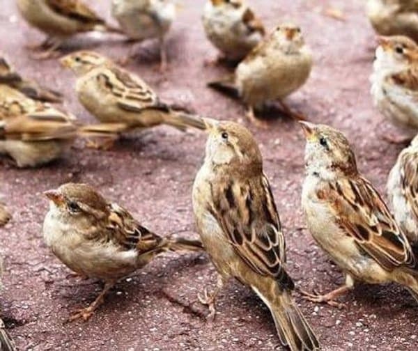 నగరంలో మళ్లీ పిచ్చుకల సందడి