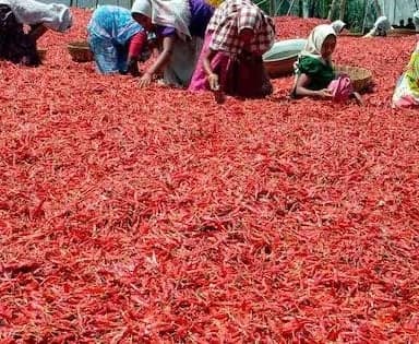 తెలంగాణలో పంటలకు రికార్డు ధరలు
