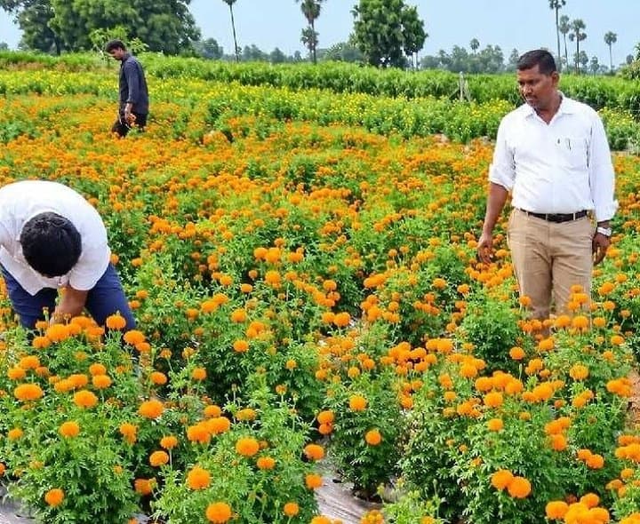 ఉద్యానశాఖలో సిబ్బంది కొరత.. రైతులకు ఇబ్బందులు - Udayam