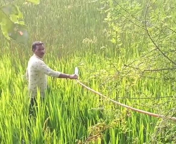 విద్యుత్ కోతలతో ఎండుతున్న వరి పంటలు - Udayam
