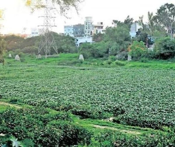 మూసీలో గుర్రపుడెక్క: వృథా ఖర్చు