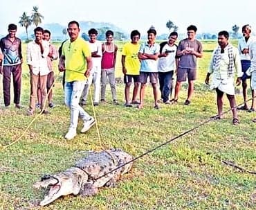 మొసలి బారి నుంచి గొర్రెల కాపరి - Udayam
