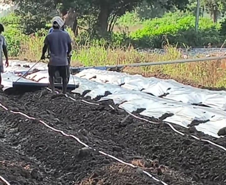మిర్చి సాగులో మల్చింగ్‌ విధానం