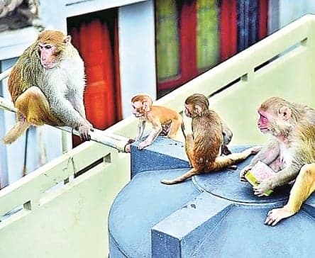 భువనగిరిలో కోతుల బెడద.. వేటలో అవకతవకలు