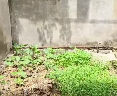 పెద్దకురపల్లి పాఠశాలలో కిచెన్‌ గార్డెన్‌ - Udayam
