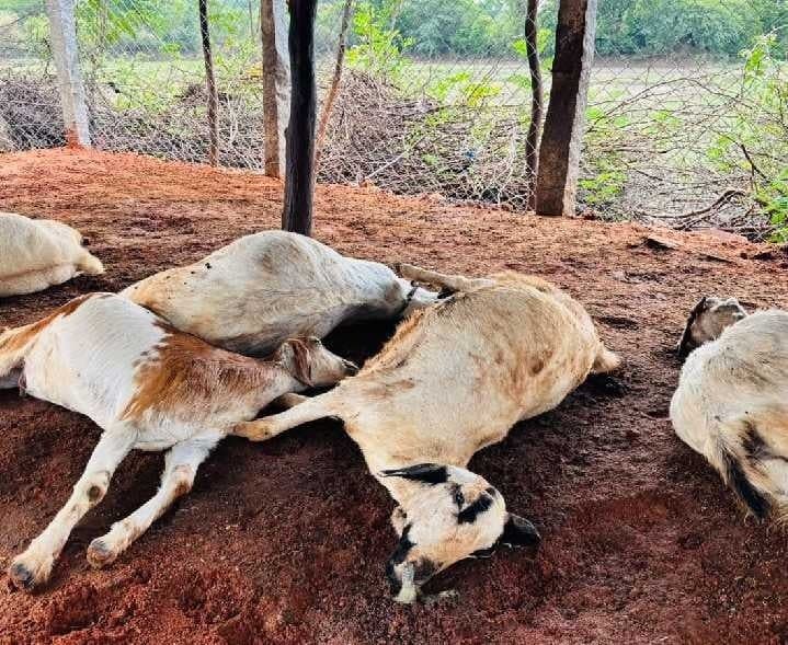 కేవీపల్లిలో పిడుగుపాటుకు మేకలు, గొర్రెలు మృతి - Udayam