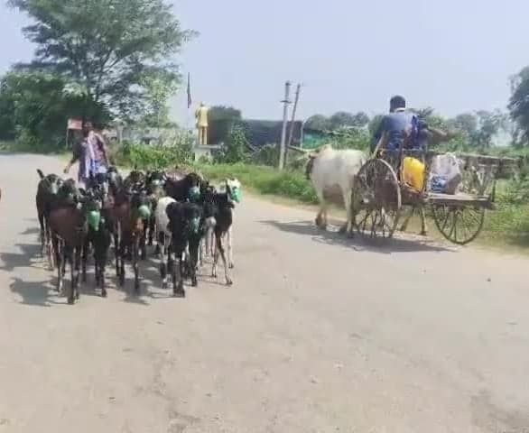 మేకల మూతులకు ప్లాస్టిక్‌ డబ్బాల మూతలు - Udayam