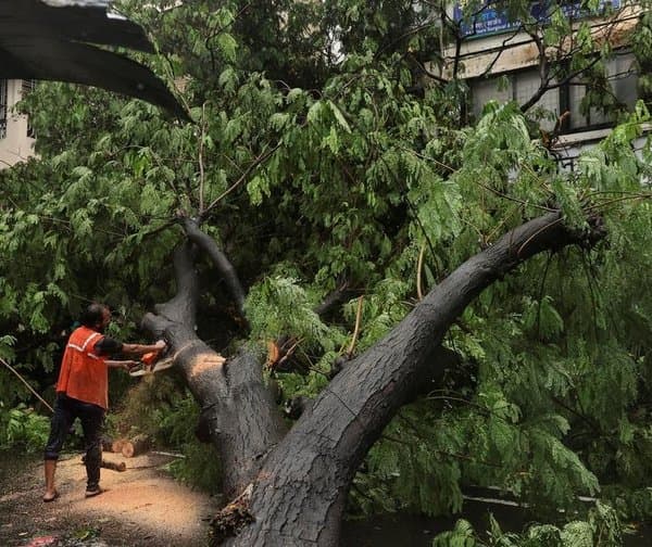 ముంబైలో కూలుతున్న వృక్షాలు