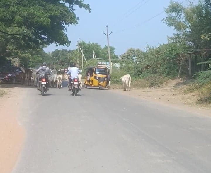 ప్రధాన రహదారిపై పశువుల సంచారం - Udayam