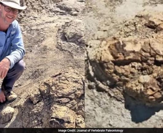 అతిపెద్ద మాంసాహార డైనోసార్‌ అడుగుజాడలు