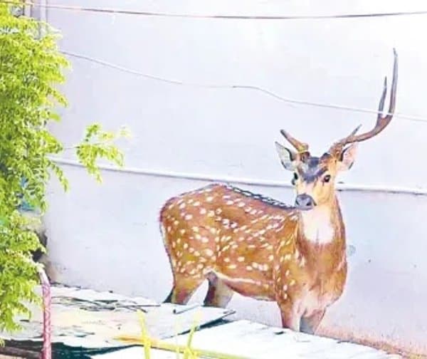 వానాకాలం.. వన్యప్రాణులకు ప్రాణగండం - Udayam Digital