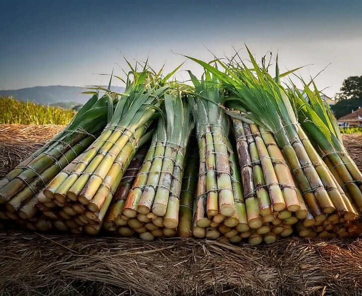 చక్కెర నుంచి ఇథనాల్‌ ఉత్పత్తికి బ్రేక్‌