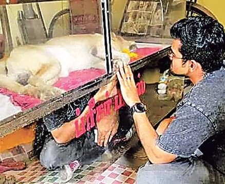 కుక్క చివరి చూపు కోసం లండన్‌ నుంచి స్వగ్రామానికి