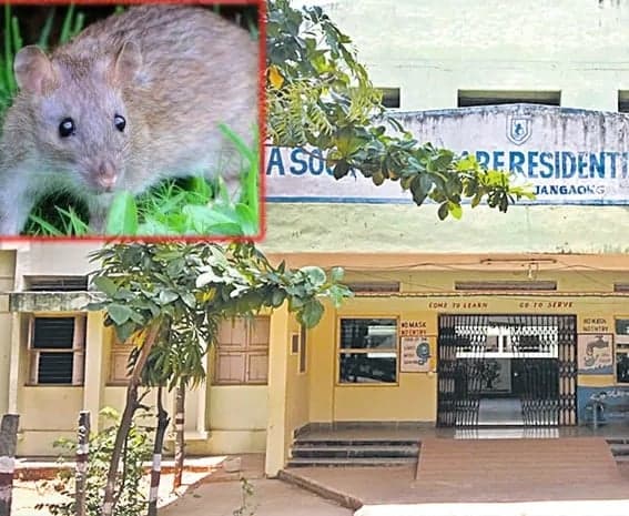 గురుకులంలో ఎలుకల కలకలం