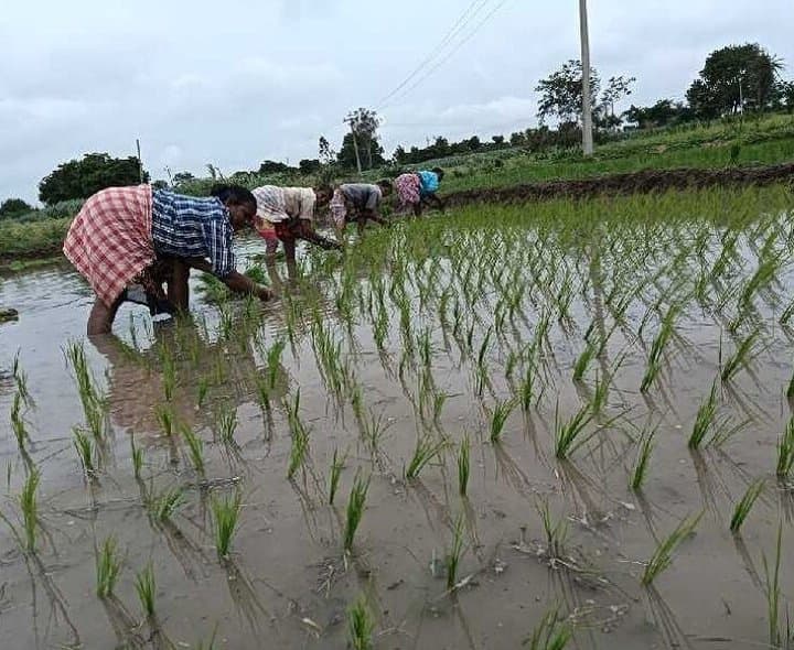 వర్షాలతో జోరందుకున్న పాలమూరులో వరి నాట్లు