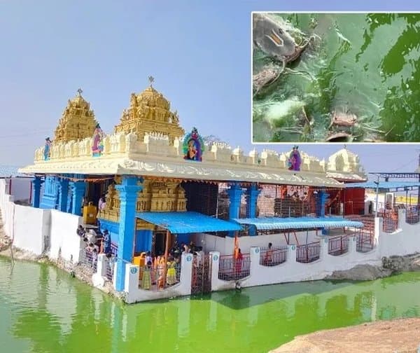 మత్స్యగిరి కోనేటిలో నామాల చేపలు