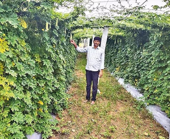 వికారాబాద్‌లో 75 వేల ఎకరాల్లో కూరగాయల సాగు