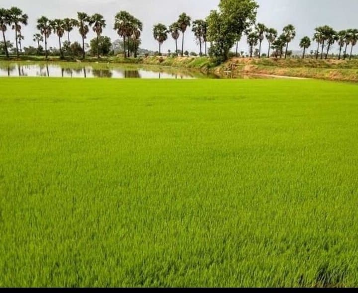 ఆరుతడి పంటల సాగుకు దూరంగా రైతులు