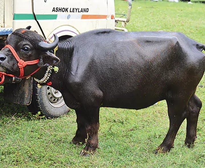 భీమవరంలో బుల్లి గేదె సందడి