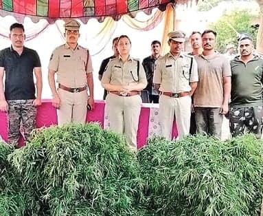 11 గ్రాముల విక్రయంతో 10 ఎకరాల గంజాయి గుట్టురట్టు