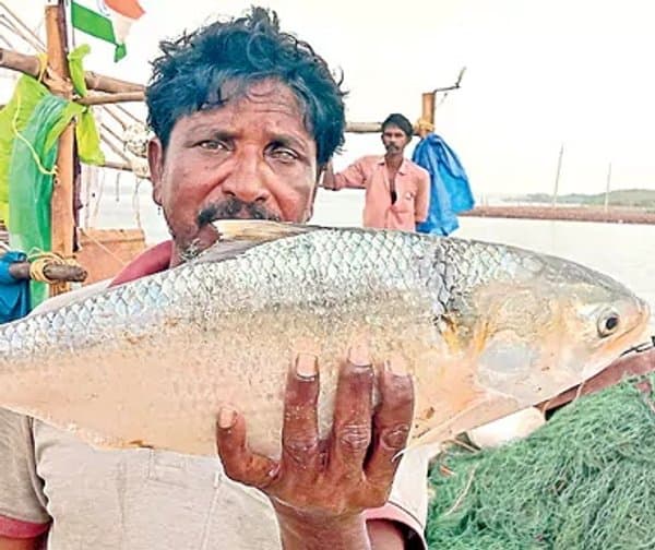 మత్స్యకారుల వలకు చిక్కిన 'ఇలస' చేప.
