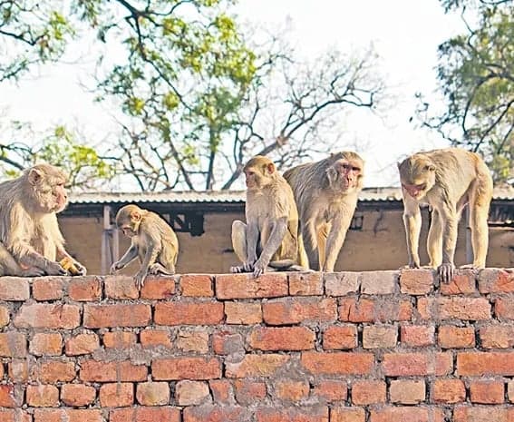 గ్రామాల్లో కోతుల బెడద.. ప్రభుత్వ సర్వే
