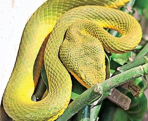 నేవీ క్వార్టర్స్‌లో గ్రీన్‌పిట్‌ వైపర్‌