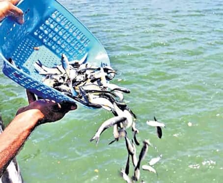 జల వనరుల్లో మూడో వంతు నీరున్నా చేప పిల్లల పంపిణీ