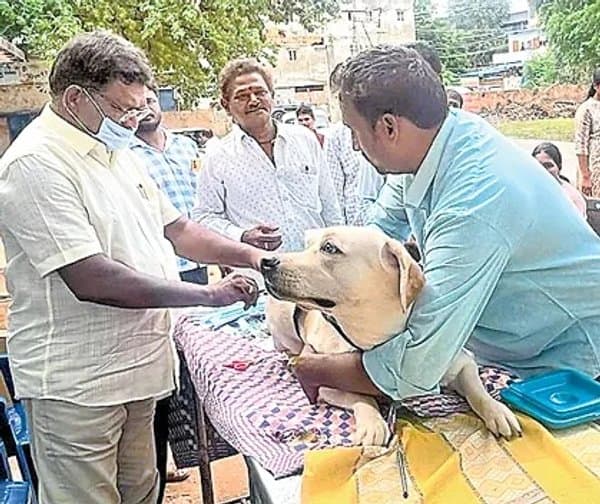 మూగజీవాల ప్రేమ.. ఆరోగ్యం జాగ్రత్త
