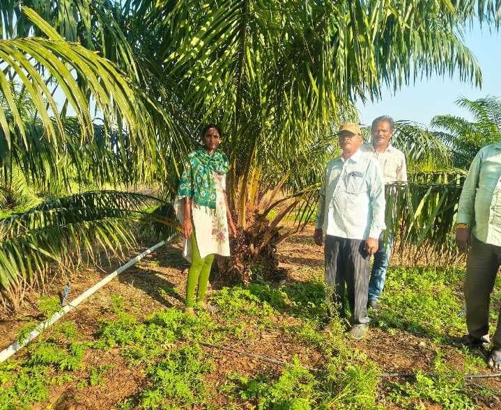 కూసుమంచిలో 788 ఎకరాల్లో ఆయిల్‌పామ్ - Udayam