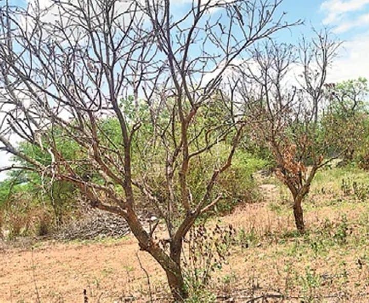 ఎల్‌నినో ప్రభావంతో జిల్లాలో కరవు
